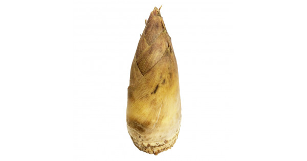 Fresh bamboo shoot / 新鲜竹笋 - 1PC