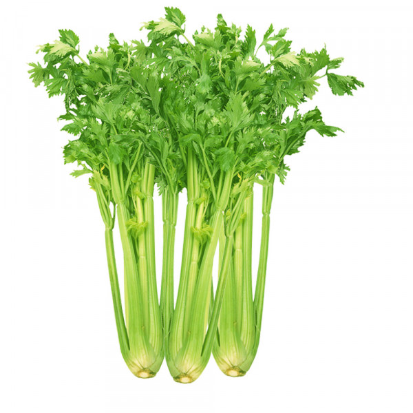 CHINESE CELERY / 唐人香芹 - 1Bouquet