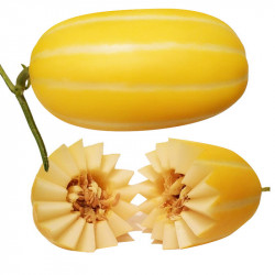 Korean Melon / 韩国黄金香瓜 - 2PC 