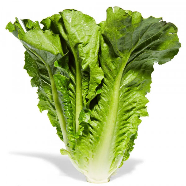 Romaine lettuce / 罗马生菜  -1 PC