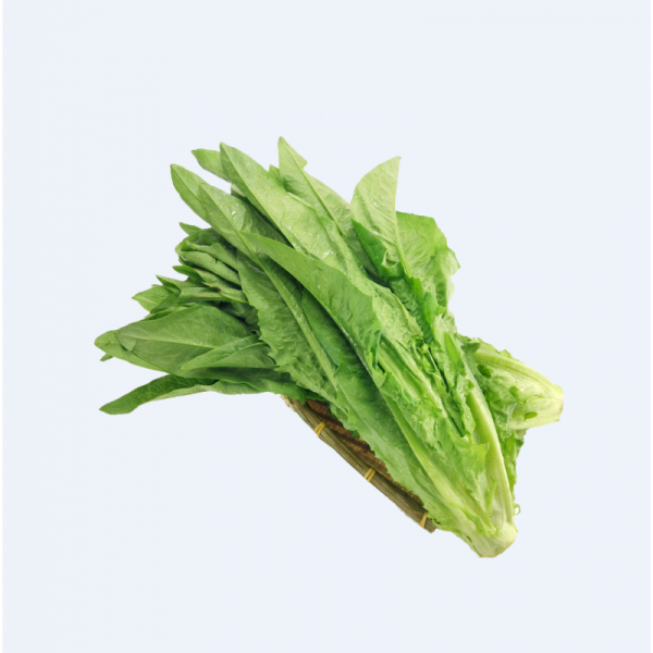 A-CHOY/ A菜（油麦菜）