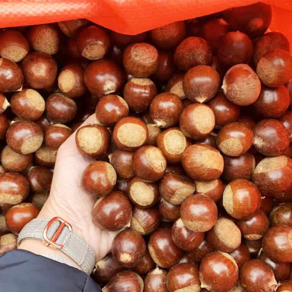Chestnuts / 锥栗~ 3lbs